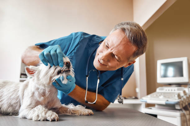 Best Dentist for Tooth Abscess  in Gordon, PA
